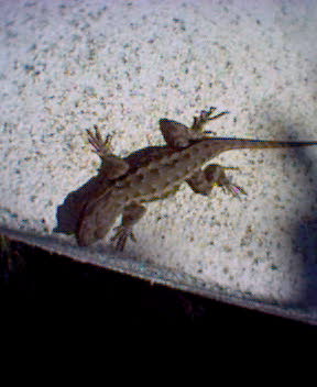 Lizard.jpg